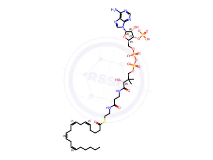 Chemical structure of 20:4 Coenzyme A