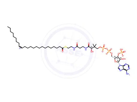 Chemical structure of 24:1 Coenzyme A