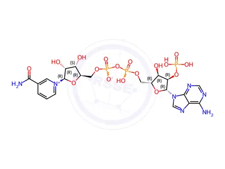 Chemical structure of β-Nicotinamide adenine dinucleotide phosphate hydrate