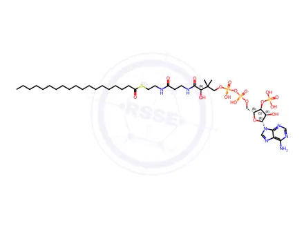 Chemical structure of 19:0 Coenzyme A