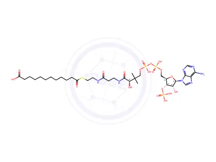 Chemical structure of Dodecanedioyl CoA