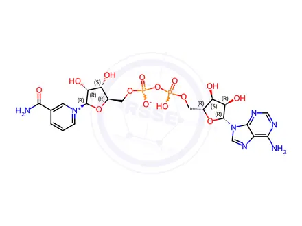 Chemical structure of Nicotinamide Adenine Dinucleotide