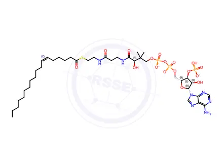 Chemical structure of 18:1 (n12) Coenzyme A