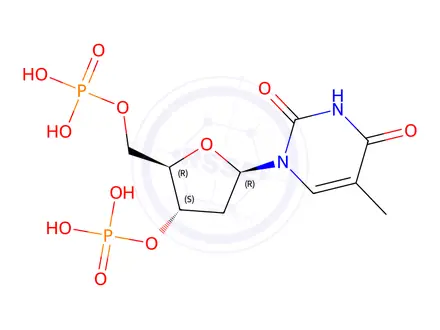 Chemical structure of 3′-thymidylic acid, 5′-(dihydrogen phosphate)