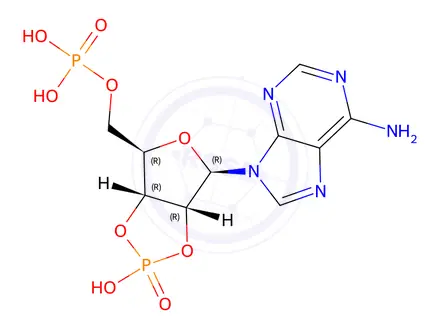 Chemical structure of Adenosine Cyclic 2’,3’-Phosphate 5’-Phosphate