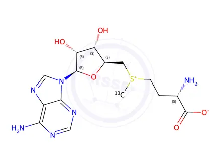Chemical structure of <I>S</I>-(5′-)-<I>L</I>- -(<I>S</I>- -<SUP>13</SUP>C)