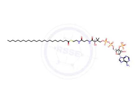 Chemical structure of 24:0 Coenzyme A