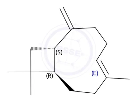 Chemical structure of β-Caryophyllene