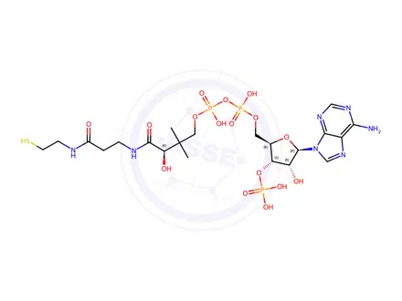 Chemical structure of Coenzyme A