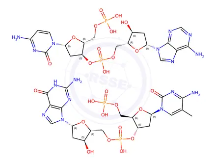 Chemical structure of poly(dT-dG)n.poly(dC-dA)n