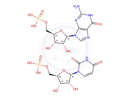 Chemical structure of poly(U-G)