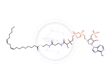 Chemical structure of Linoleoyl Coenzyme A